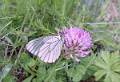 F08 papillon sur trefle alpin de christine bailly 